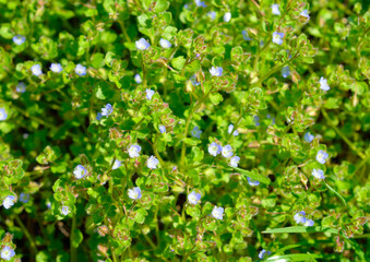 Veronica agrestis, commonly known as green field speedwell.