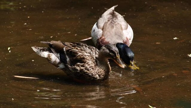 Two ducks drinking water from a fountain in the Calouste Gulbenkian Gardens in Lisbon, Portugal