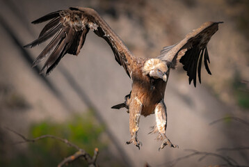eagle in flight