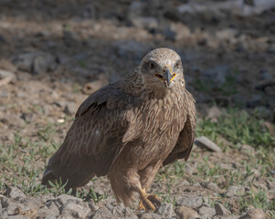 red tailed hawk