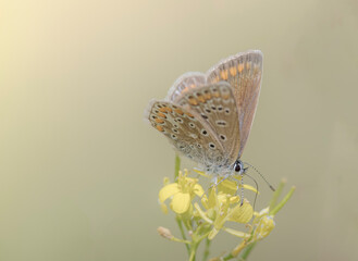 butterfly on flower