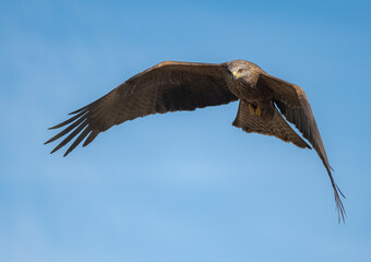 eagle in flight