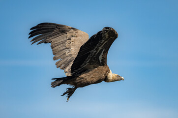 eagle in flight
