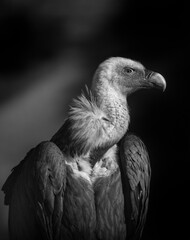 close up of a crane