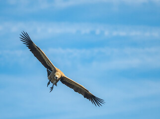 eagle in flight