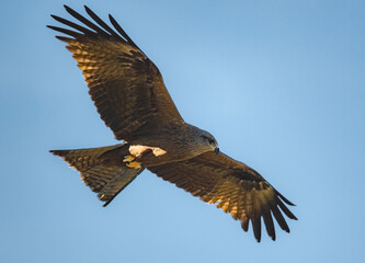 red tailed hawk