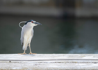 great blue heron