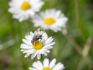 Obraz premium white daisy flower
