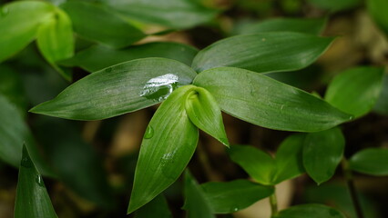close up of a plant