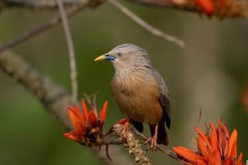 Chestnut-tailed starling from satchori National park, sylhet, bangladesh 