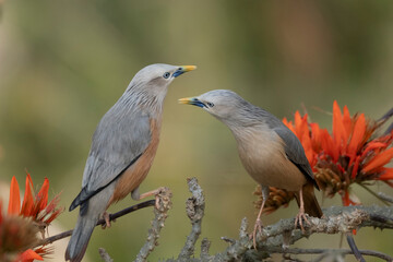 Chestnut-tailed starling from satchori National park, sylhet, bangladesh 