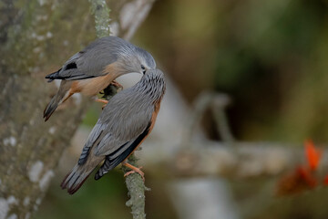 Chestnut-tailed starling from satchori National park, sylhet, bangladesh 