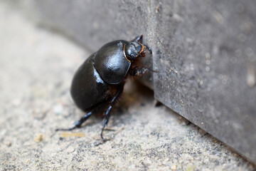 A large black common dung beetle.