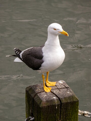 Brighton Seagulls Bird
