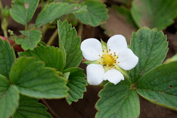 Strawberry white flower close-up among green leaves, top view.