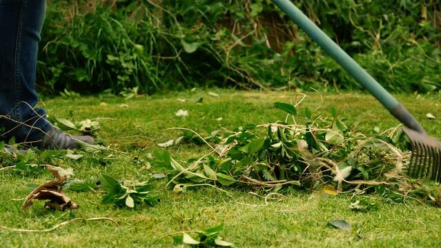 Woman raking lawn in garden 
