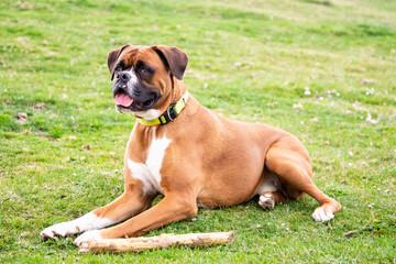 boxer dog sitting on the grass