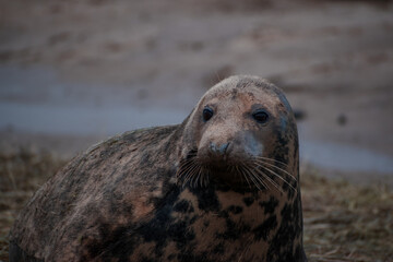 Adult seal