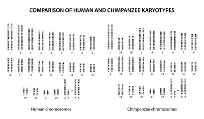 Comparison of Human and Chimpanzee Karyotypes: similarities and differences