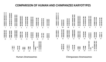 Comparison of Human and Chimpanzee Karyotypes: similarities and differences