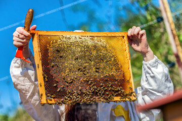 Honeycomb and beekeeper