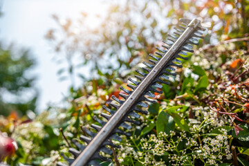 Hedge Trimmer close up. Garden work. Cordless electric hedge trimmer cutting. Bush pruning work....