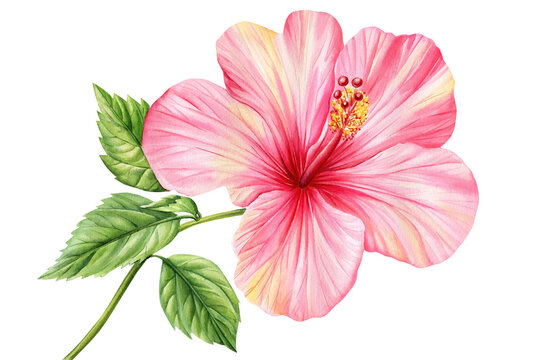 Hibiscus flower  isolated white background, botanical illustration, tropical flower, red flora watercolor