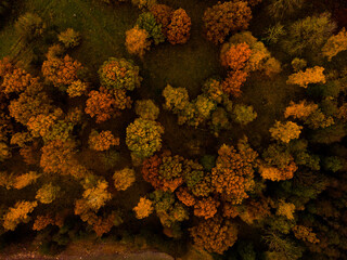 Naklejka na ściany i meble Autumn trees from above