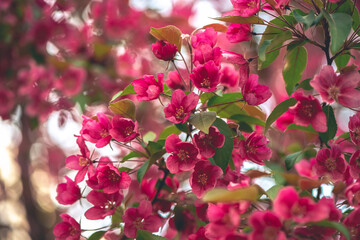 Fresh beautiful pink flowers of the apple tree blooming in the spring
