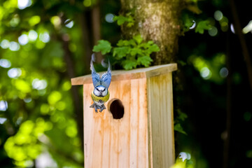 a blue tit just flying out of the nest box