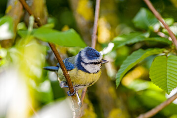 a blue tit sits in a bush