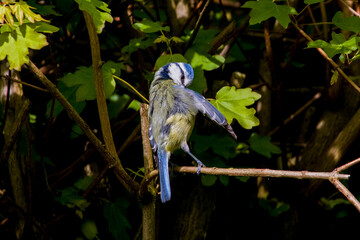 a blue tit sits on a branch and preens itself