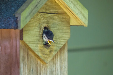a young titmouse looks out of the nest box waiting for food