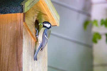 a titmouse sits at the nest box and has a caterpillar in its beak