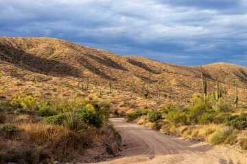 Fototapeta premium Dirt Raod In The Arizona Desert At Spring Time