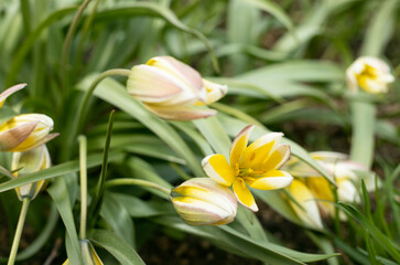 Obraz premium Yellow tulipa tarda dasystemon flowers in the garden in spring