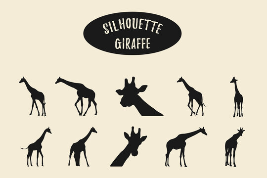 Giraffe silhouette, Set of giraffe black silhouettes illustration