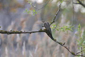 A female common cuckoo (Cuculus canorus) in a mating plumage in an unusual position sits on a large...