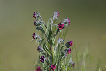 Blooming bush houndstongue (Cynoglossum officinale) close-up shot against green blurred background in soft morning light