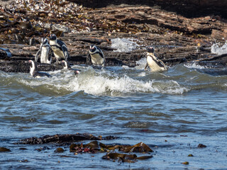 Cape penguins frolicking in the waters off Halifax Island in Namibia.