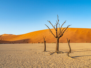 Early morning photos of the dead camel thorn trees at Dead Vlei, with blue sky and red sand dunes...