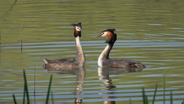 Great crested grebe (Podiceps cristatus). Beautiful mating dance of grebes at dawn, close-up