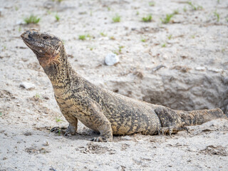Monitor lizard shows forked tongue as he prepares to enter his burrow in Etosha National Park, Namibia.