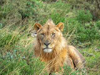 Fototapeta na wymiar Close up of lion resting in green veldt of Etosha National Park.