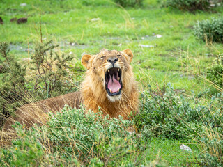 Fototapeta na wymiar Lion roaring with open mouth showing teeth and tongue.
