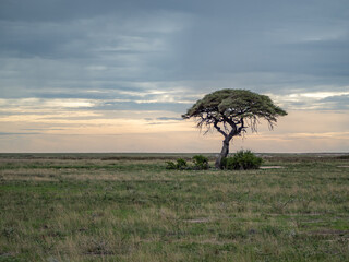 Great white salt pan in Etosha National Park with acacia tree in foreground.