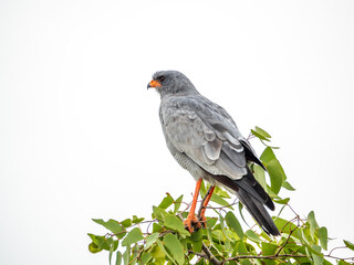 Isolated African goshawk in tree photographed in high key with white background copy space.