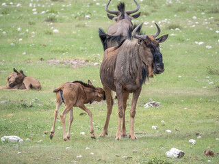 Baby wildebeest nursing while mom keeps watch on her surroundings.