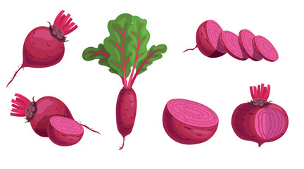 Ripe beets set in cartoon style. Whole, halves, slices and leaves. Vector illustration in flat style isolated on white background.