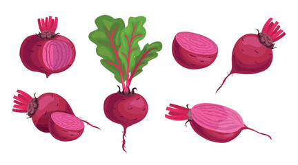 Ripe beets set in cartoon style. Whole, halves, slices and leaves. Vector illustration in flat style isolated on white background.